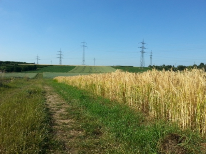 Symbolbild: Auf dem Bild sieht man rechts ein Getreideweg. Links davon führt ein Feldweg entlang. Das Bild vermittelt eine ländliche Atmosphäre.