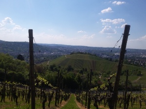 Ausblick von den Weinbergen auf Stuttgart