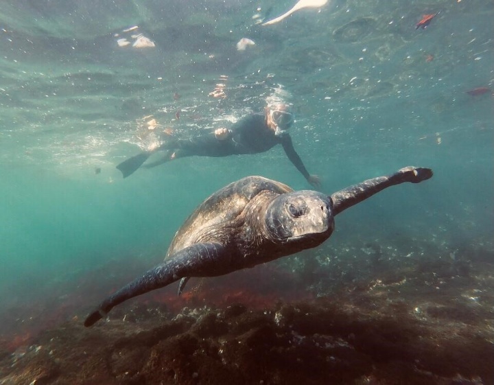 Andrea enjoys swimming at Galapagos Island in 2020