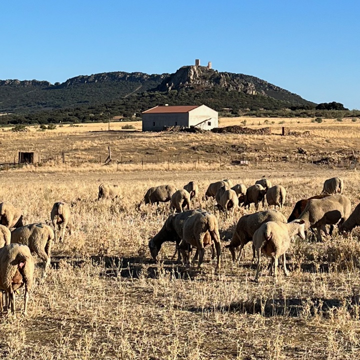 Eine Schafherde grast in einer kargen Steppenlandschaft. Im Hintergrund, ein einsames Haus und eine hoher Fels.