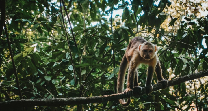 A monkey climbs on a tree 