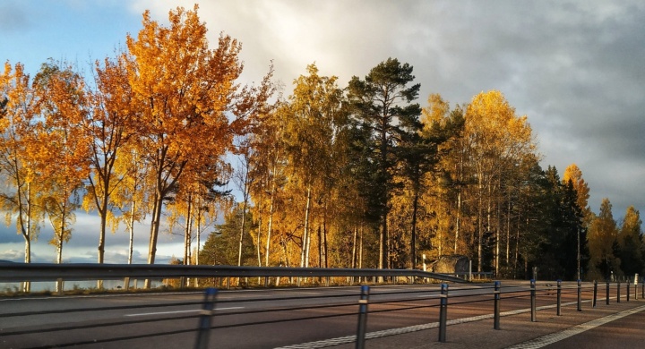 Trees on the roadside